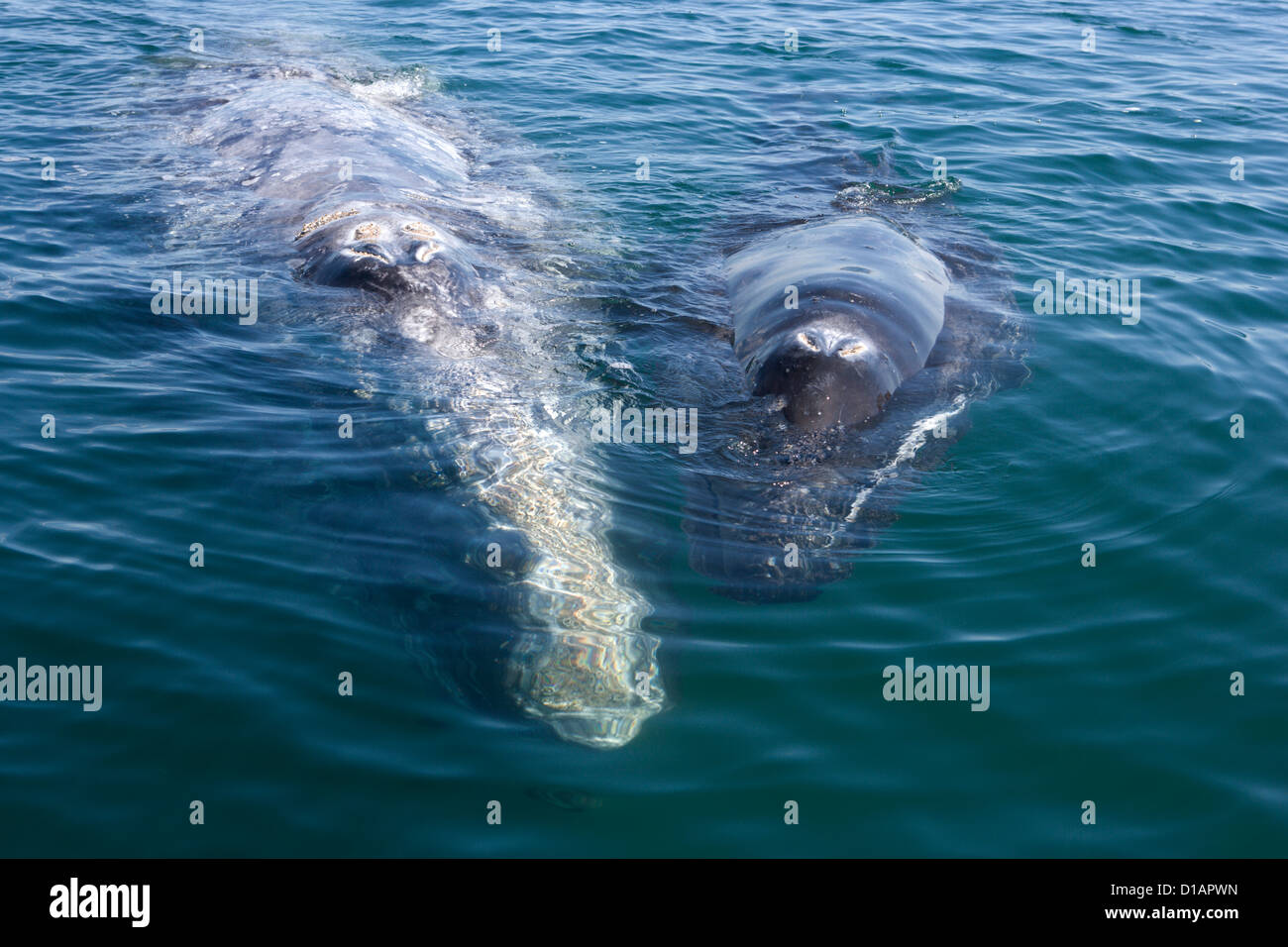 Balena Grigia, madre e del polpaccio, Eschrichtius robustus. San Ignacio laguna, Messico Foto Stock