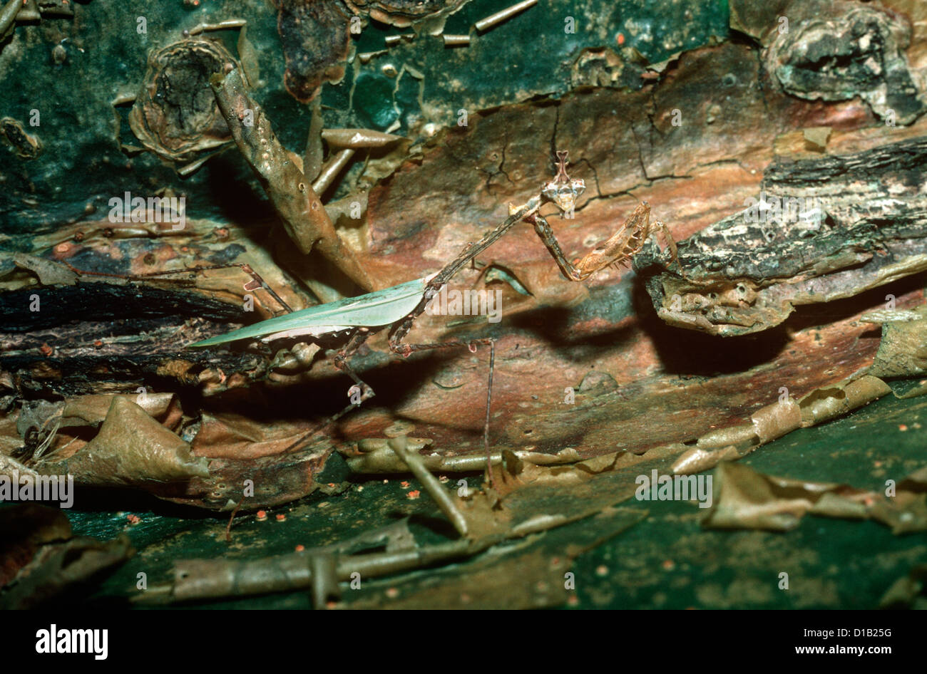 Mantide religiosa (Sibylla pretiosa) criptico femmina Mantis mimando peeling sulla corteccia di un albero della foresta pluviale in Sud Africa Foto Stock