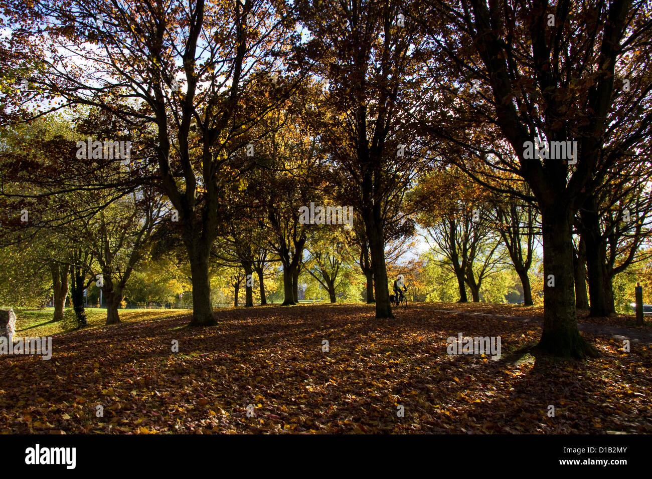 Il sole splende attraverso gli alberi di autunno casting lunghe ombre sulla foglia di terreno disseminato Foto Stock