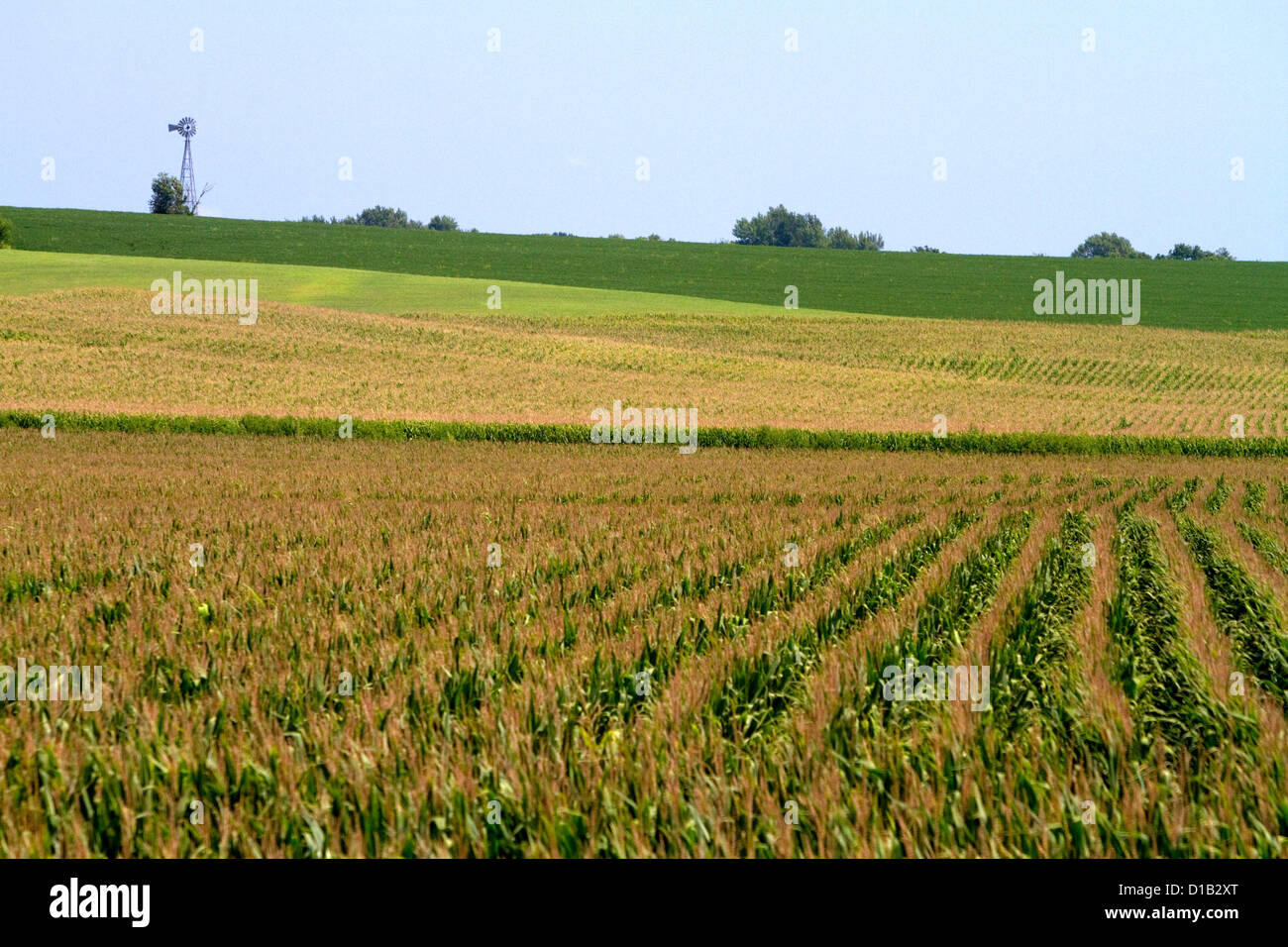 Il mulino a vento e mais vicino Griswold, Iowa, USA. Foto Stock
