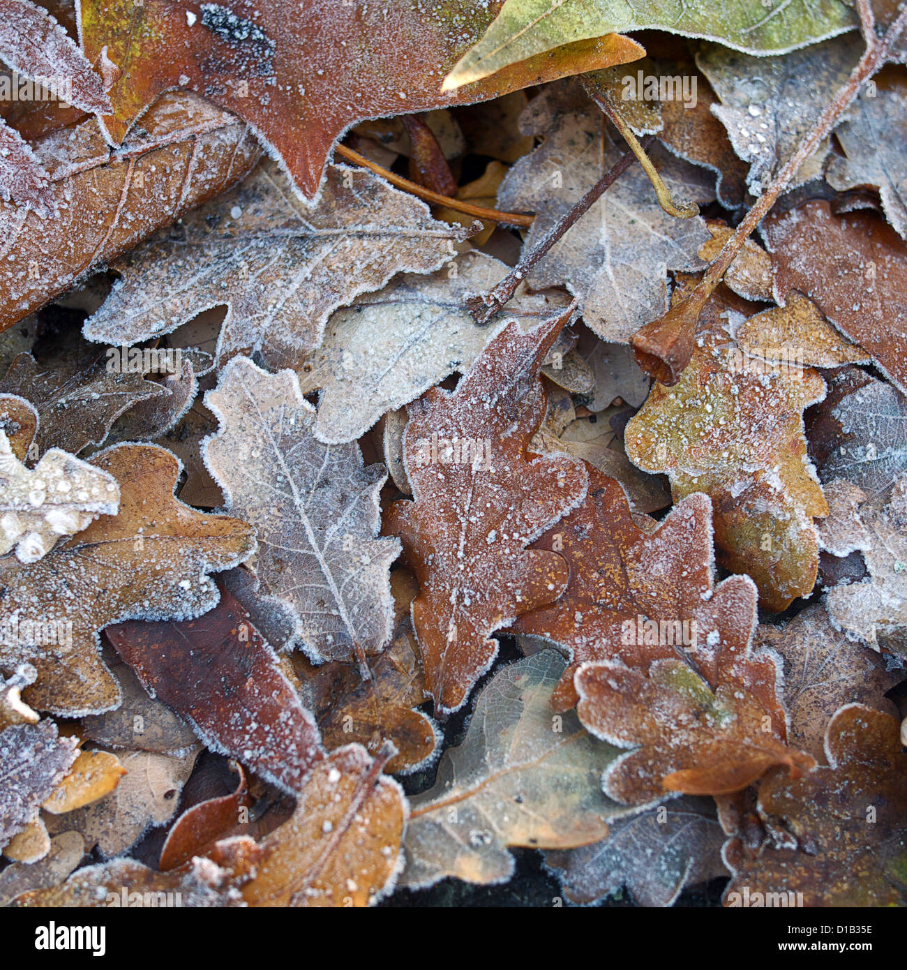 Coperto di brina autunno di foglie di quercia Foto Stock