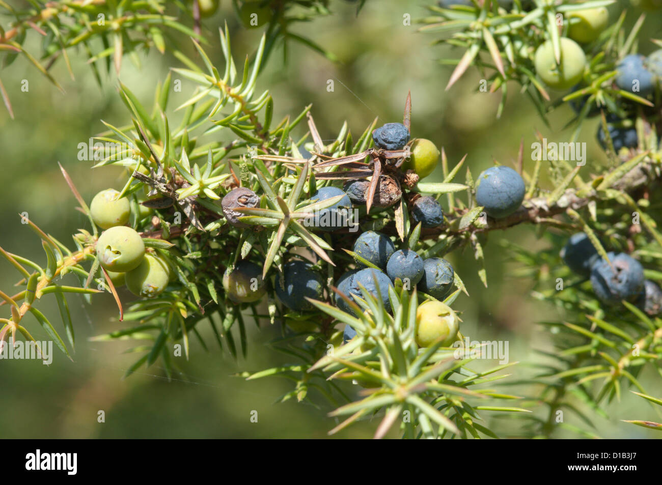 Comune di ginepro (Juniperus communis) Noar Hill, Selborne Hants Settembre Foto Stock