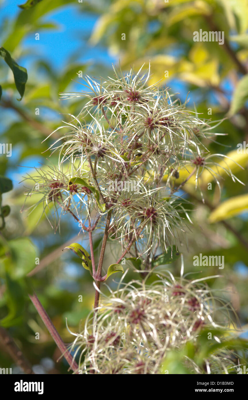 Uomo vecchio con la barba o Traveller's Gioia (Clematis vitalba) Noar Hill, Selborne Hants Settembre Foto Stock