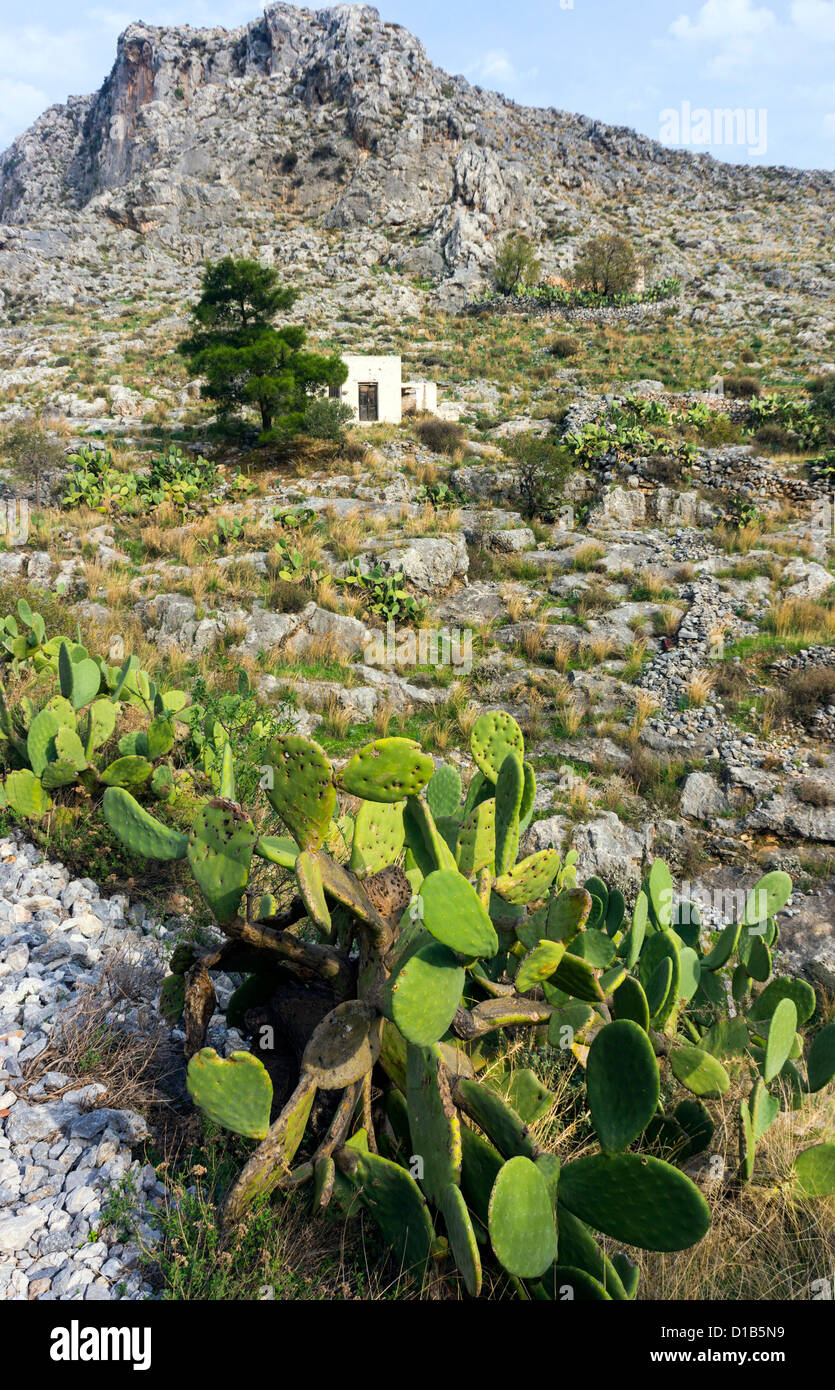 Vecchia casa greca, terrazze e ficodindia cactus Foto Stock