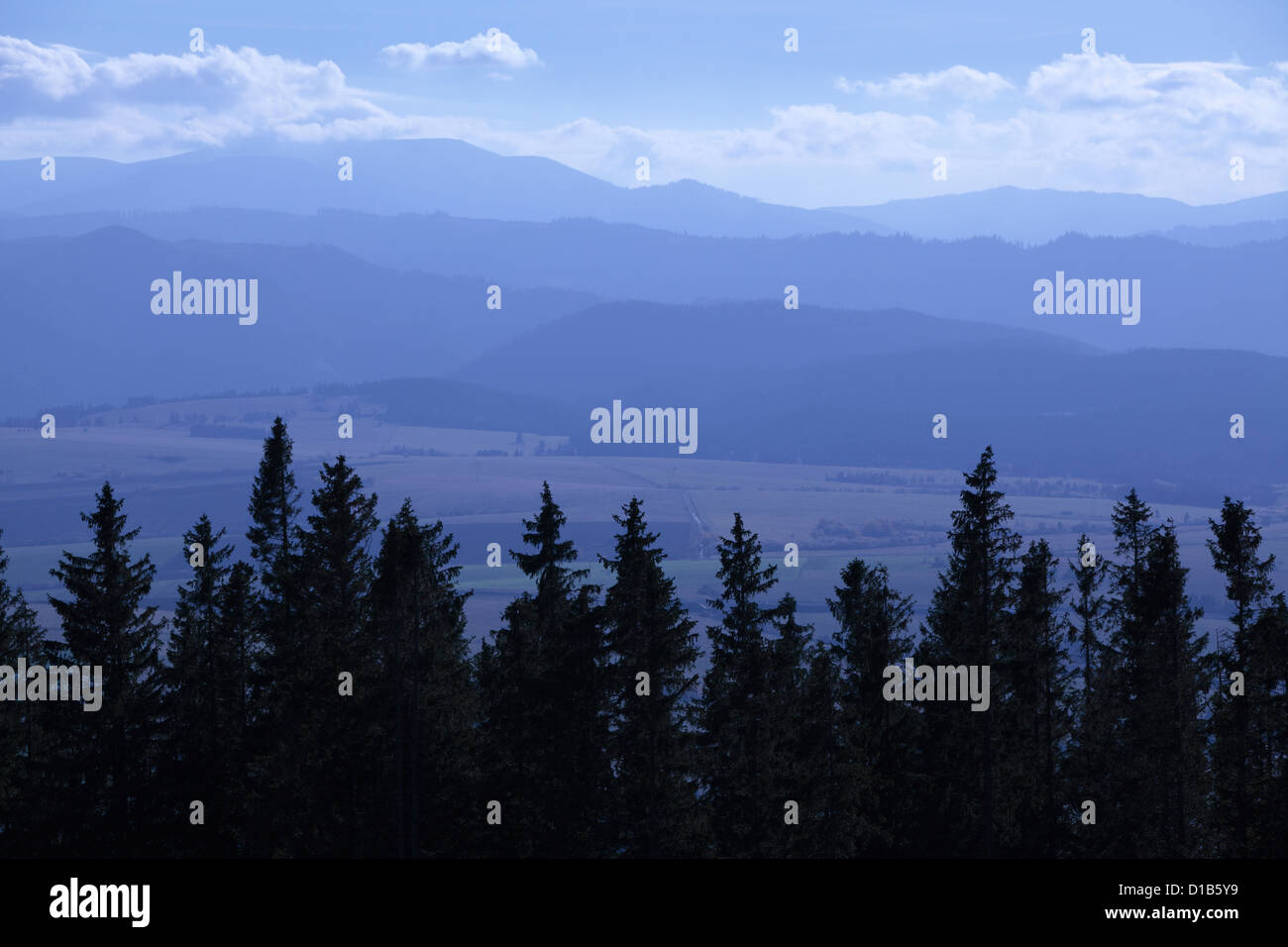 Sagome di alberi di pino nelle montagne Tatra regione della Slovacchia Foto Stock