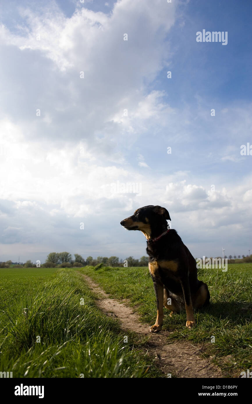 Pattensen, Germania, mixed-razza cane fa seduta sul campo Foto Stock