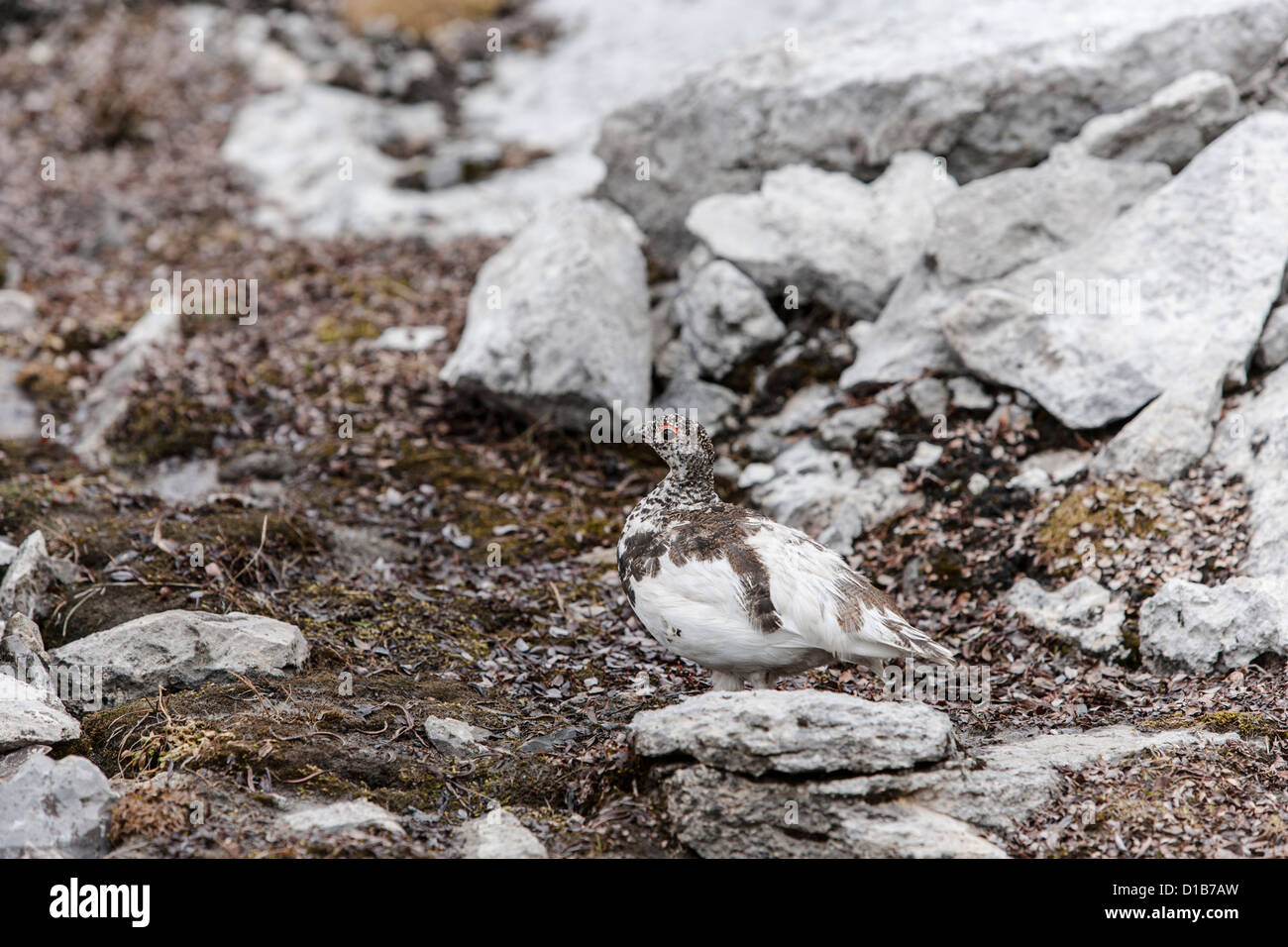 White Tailed Ptarmigan in alpine camouflage Foto Stock