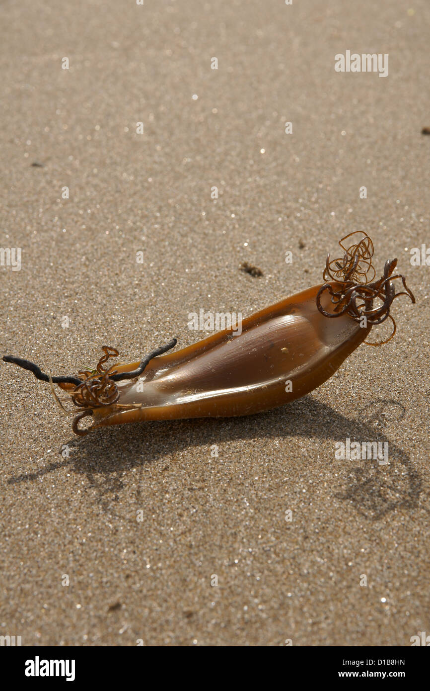Mermaid la borsa o il caso di uova di Gattuccio lavato fino a Harlech beach in Galles Foto Stock