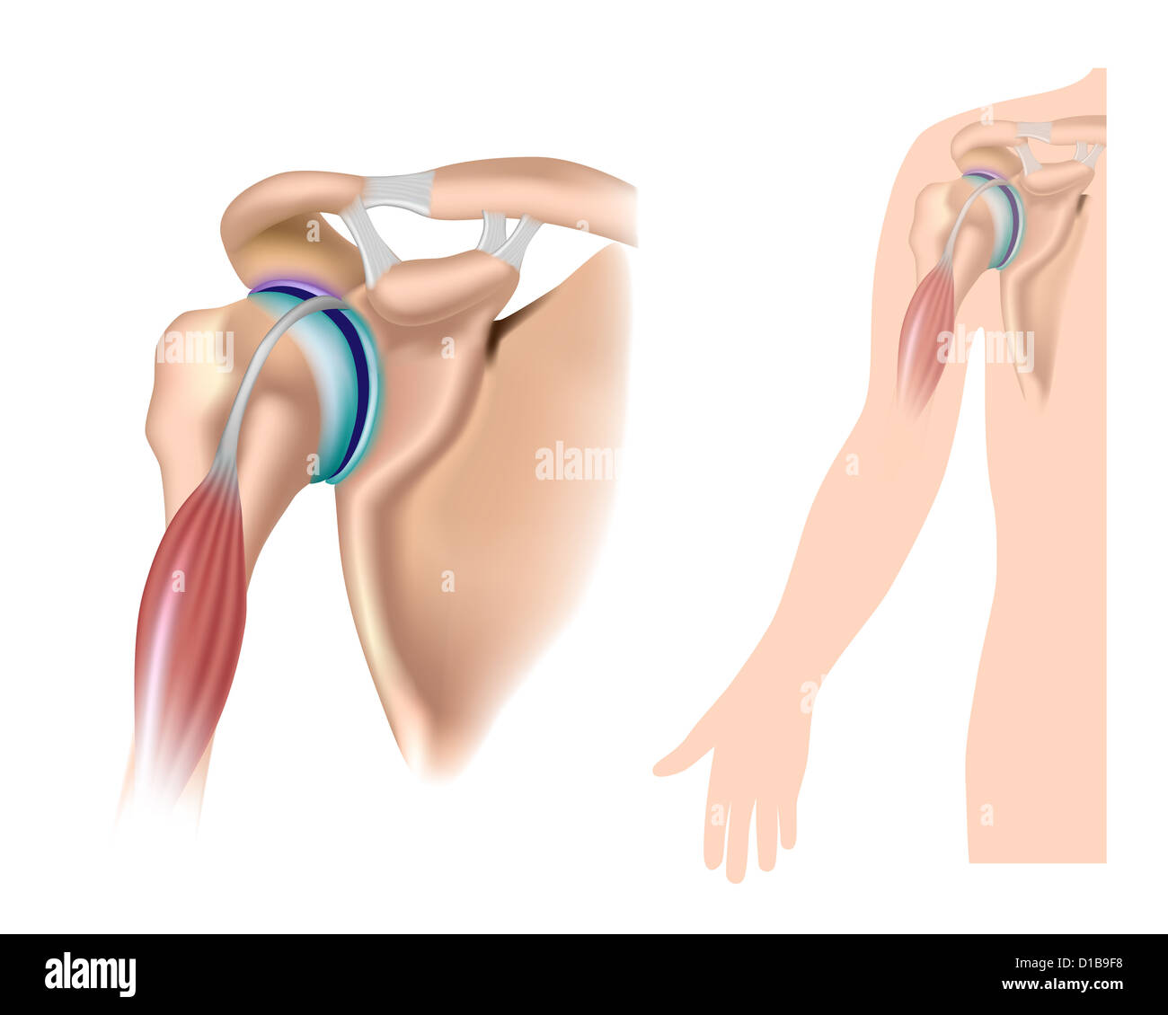 Anatomia della spalla con giunto acromioclavicular Foto Stock