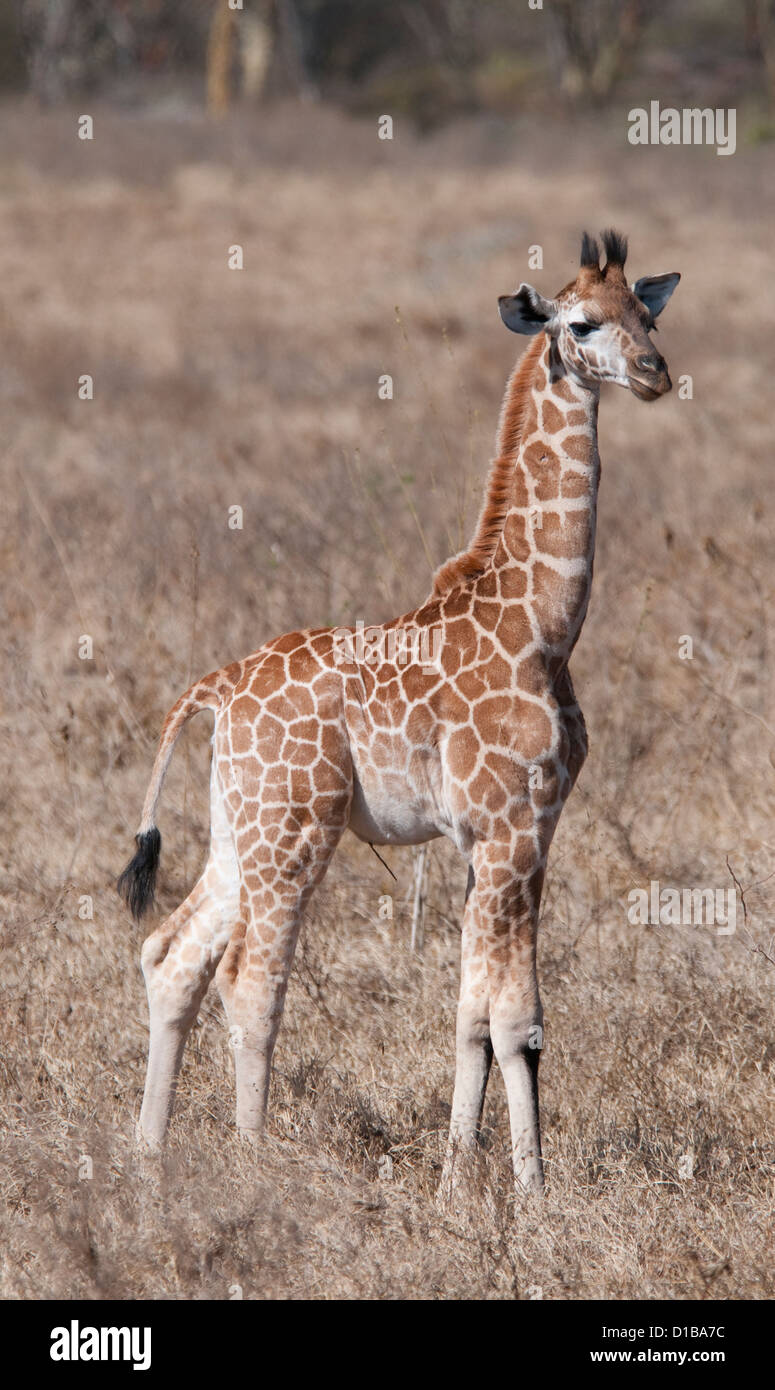 Rothschild Giraffe del bambino in piedi in pianura Foto Stock