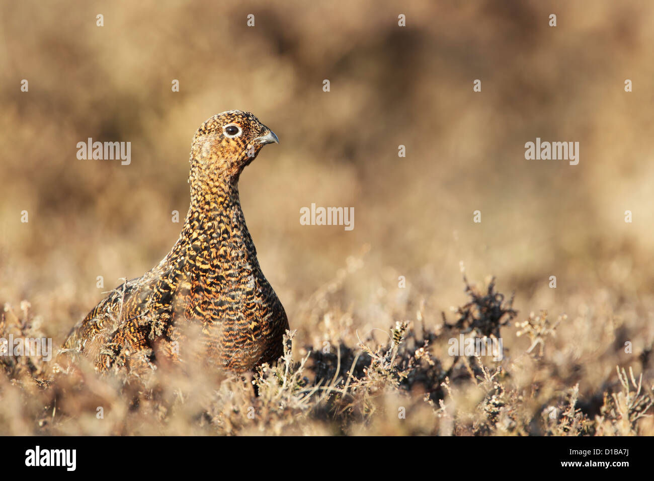 Red Grouse (Lagopus lagopus scotica) femmina guardando fuori da un intrico di Heather Foto Stock