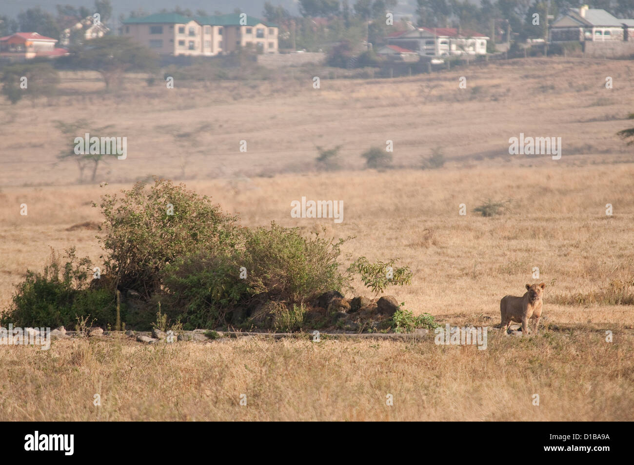 Leonessa in Lake Nakuru NP con la città sullo sfondo (recinto li separa) Foto Stock