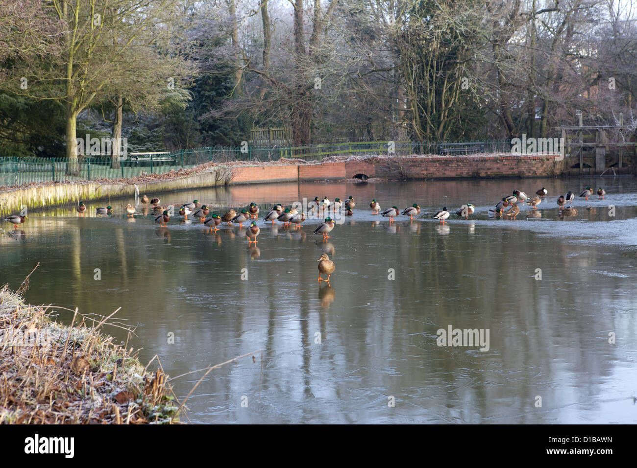 Anatre in piedi sul lago ghiacciato di Solihull's Brueton Park durante il freddo inverno di gelo Foto Stock