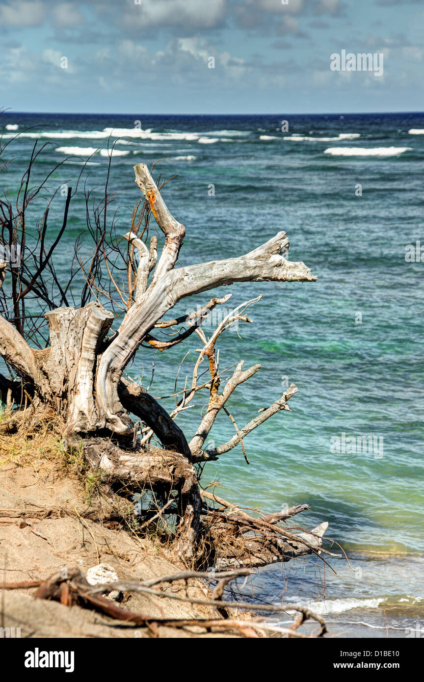 Robusto costa hawaiana con belle nuvole e driftwood a Waihee Beach Park, Maui, Hawaii Foto Stock