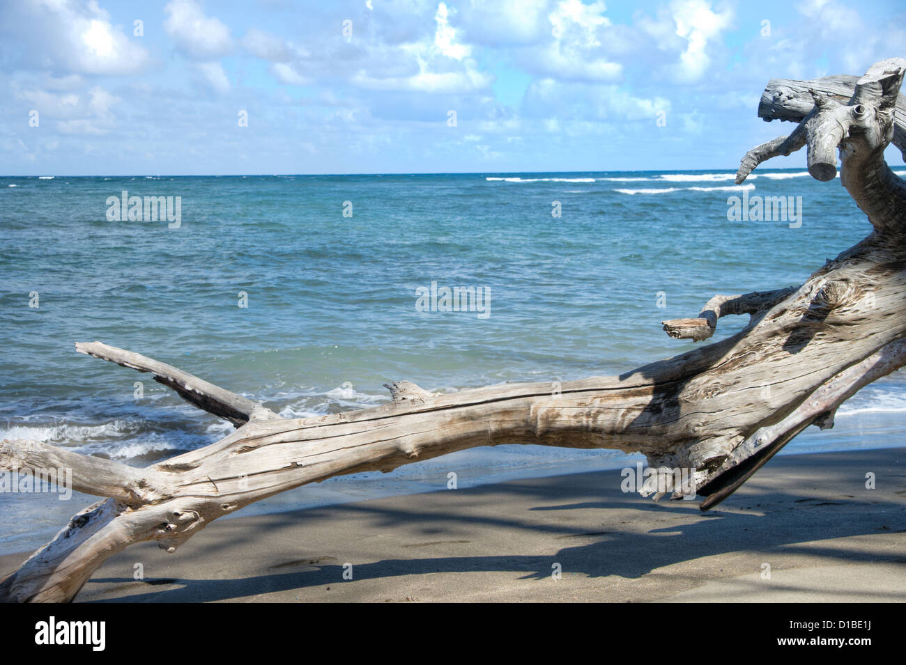 Robusto costa hawaiana con belle nuvole e driftwood a Waihee Beach Park, Maui, Hawaii Foto Stock