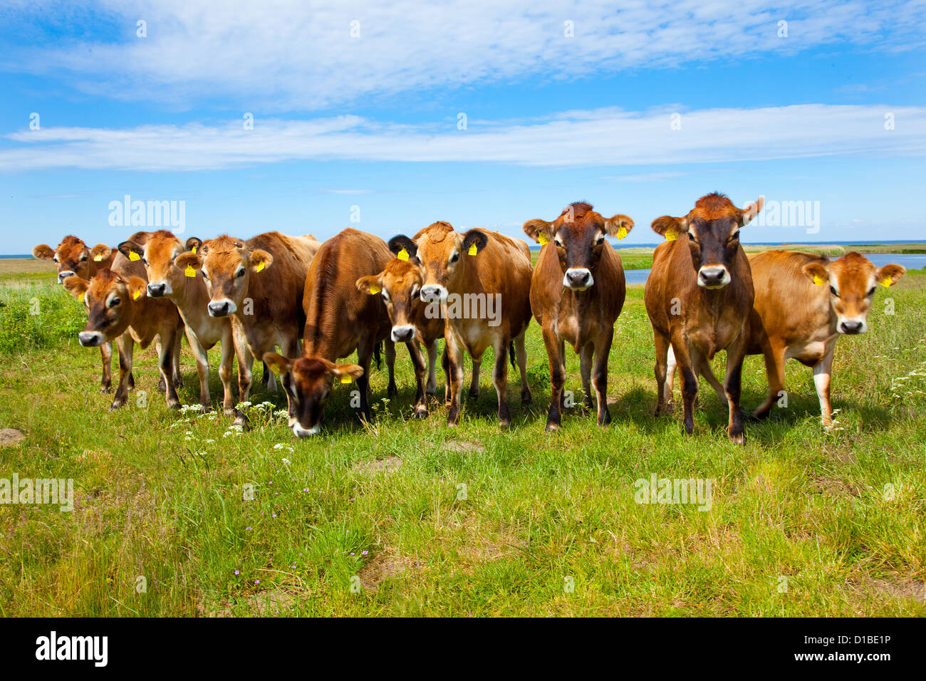 Da Helnaes, Danimarca, vacche sulla penisola Helnaes Foto Stock