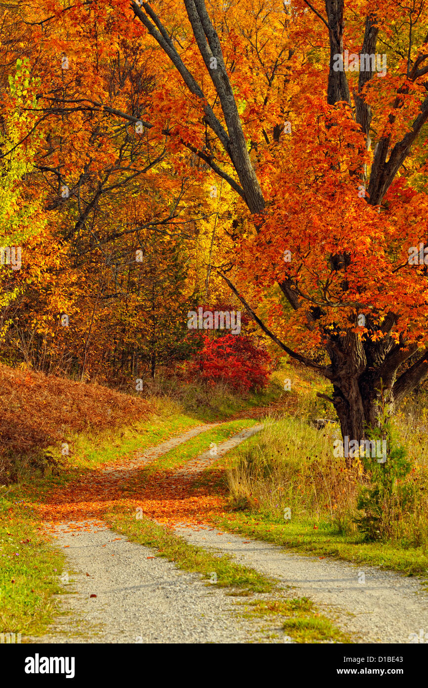 Alberi di acero sovrastante la Cosby Farm road, Manitoulin Island, Ontario, Canada Foto Stock