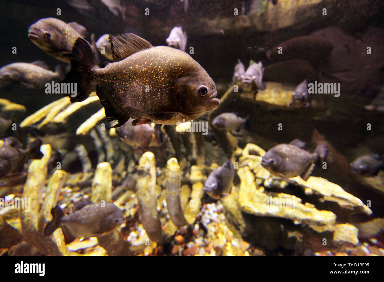 Dubai, Emirati Arabi Uniti Dubai Aquarium piranhas nel centro commerciale di Dubai Foto Stock