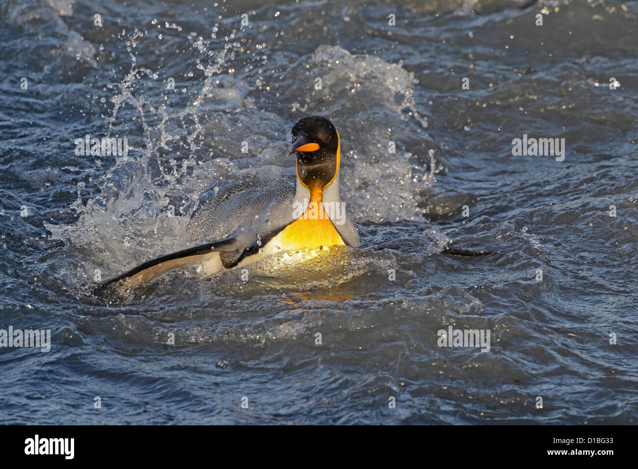 Adulto pinguino reale che attraversa un fiume poco profondo Foto Stock