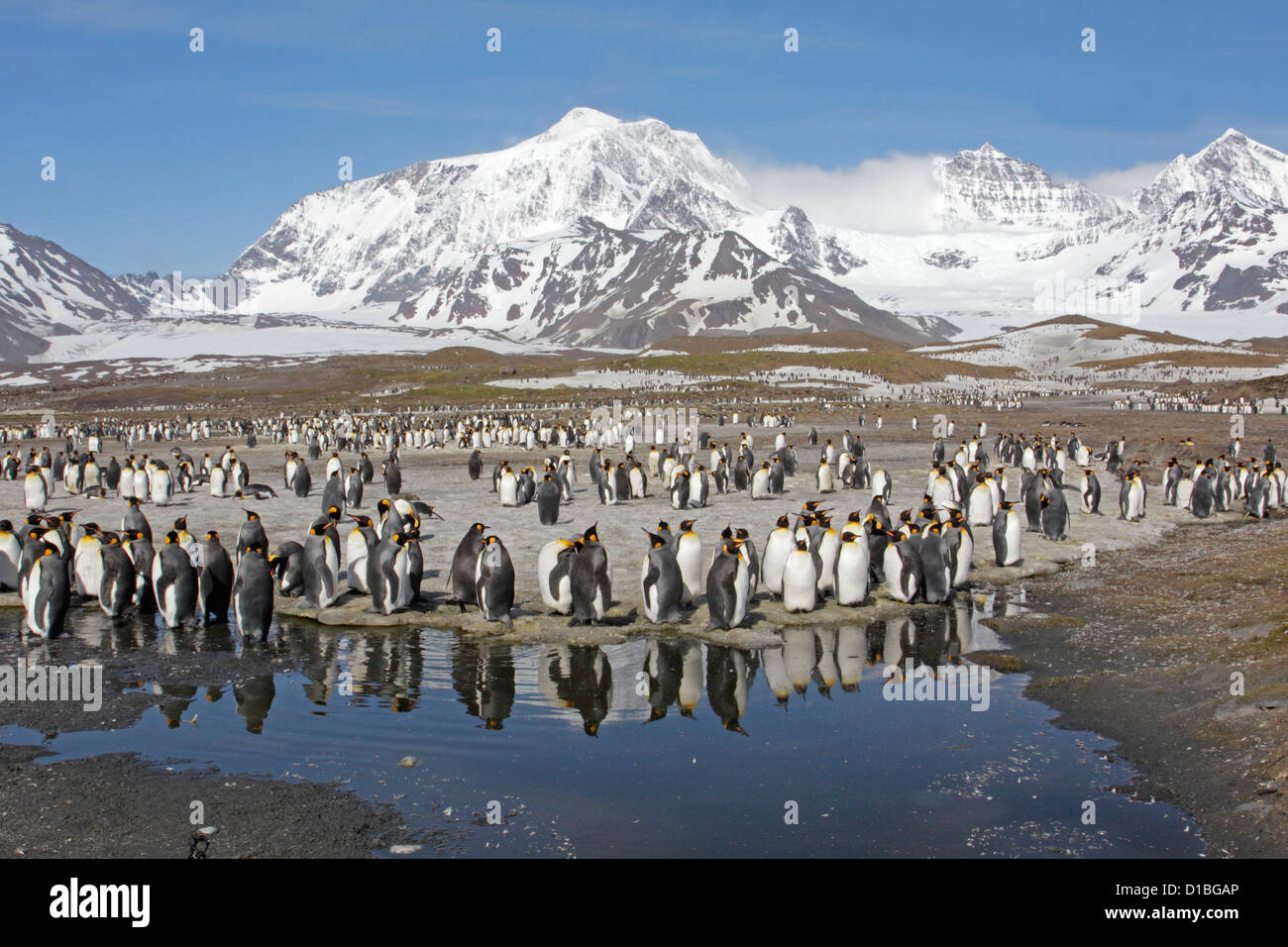 Adulto re pinguini sul bordo della colonia alla baia di St Andrews Foto Stock