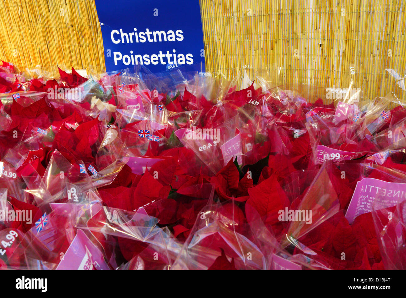 Poinsettias (Euphorbia pulcherrima) tradizionalmente venduti come decorazioni di Natale. Foto Stock