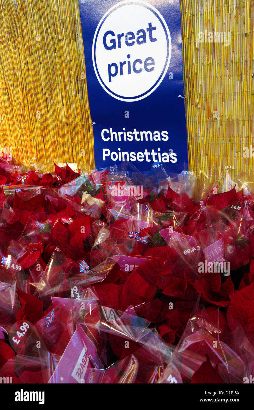 Poinsettias (Euphorbia pulcherrima) tradizionalmente venduti come decorazioni di Natale. Foto Stock