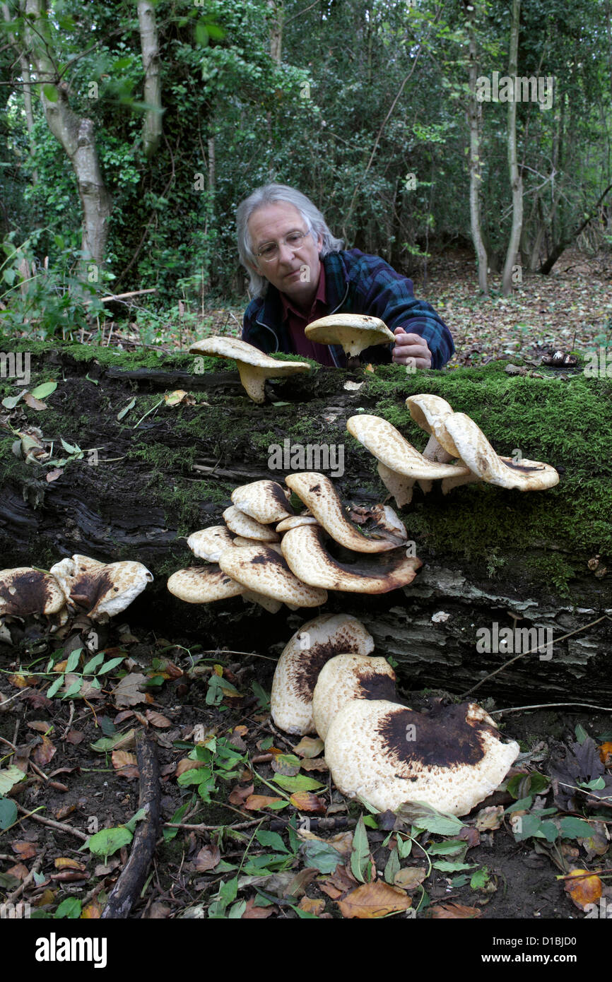 Un appassionato di fungo staffa ammira i funghi su un albero caduto tronco nei boschi vicino a Falmer, East Sussex. Foto Stock