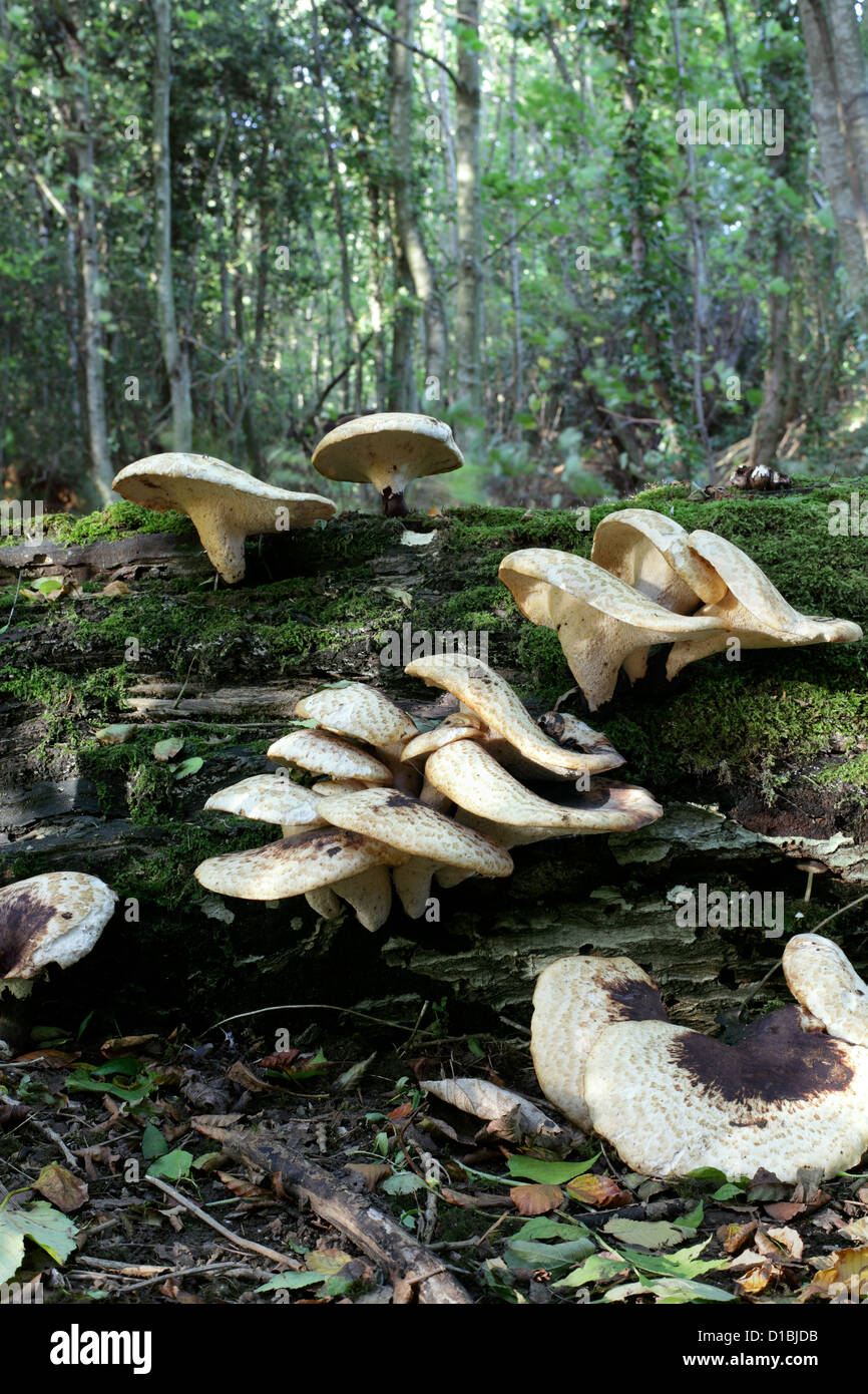 Più tardi nel sole pomeridiano le catture di funghi su un albero caduto tronco nei boschi vicino a Falmer, East Sussex. Foto Stock