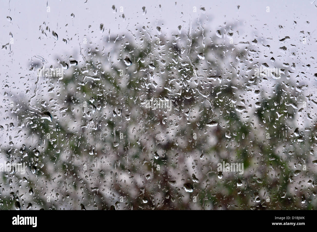 Un rapido cambiamento del tempo provoca forti piogge e venti forti a Aberystwyth, Galles, nel Regno Unito il 14-Dec-2012. Le gocce di pioggia sul vetro telaio un albero spazzate dal vento. Foto Stock