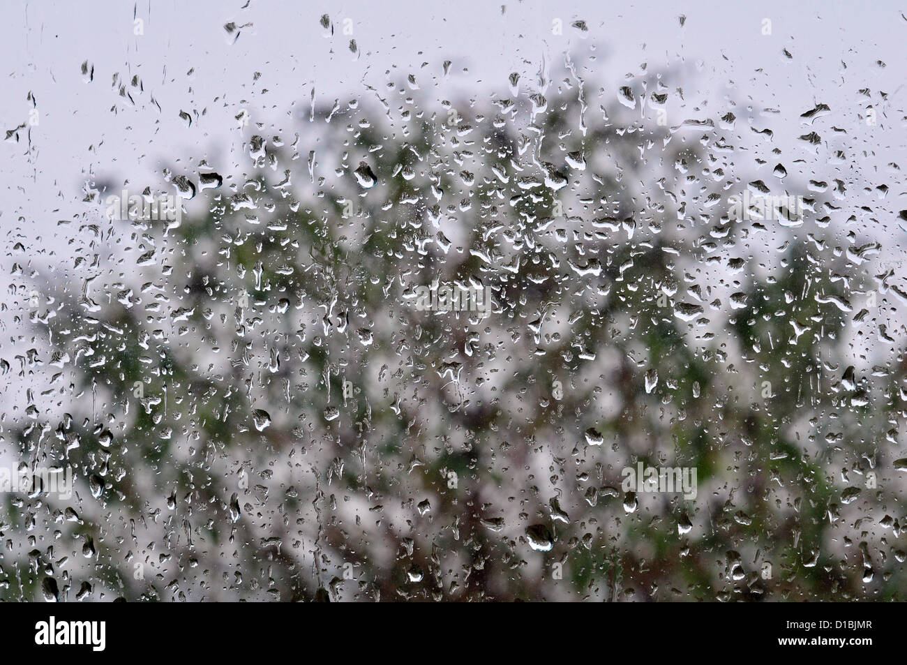 Un rapido cambiamento del tempo provoca forti piogge e venti forti a Aberystwyth, Galles, nel Regno Unito il 14-Dec-2012. Le gocce di pioggia sul vetro telaio un albero spazzate dal vento. Foto Stock