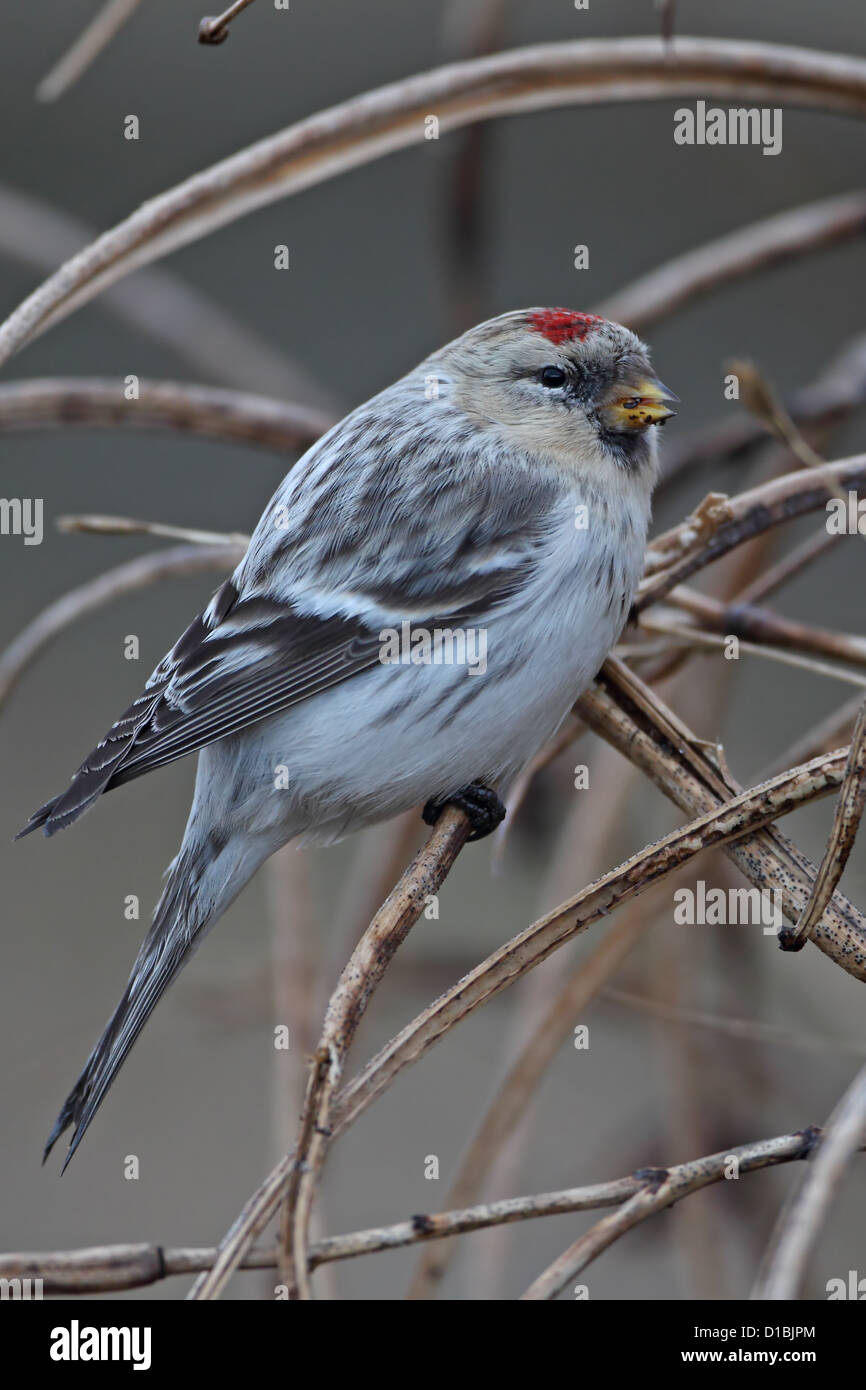 Hornemann's Redpoll artico (Carduelis hornemanni hornemanni) Foto Stock
