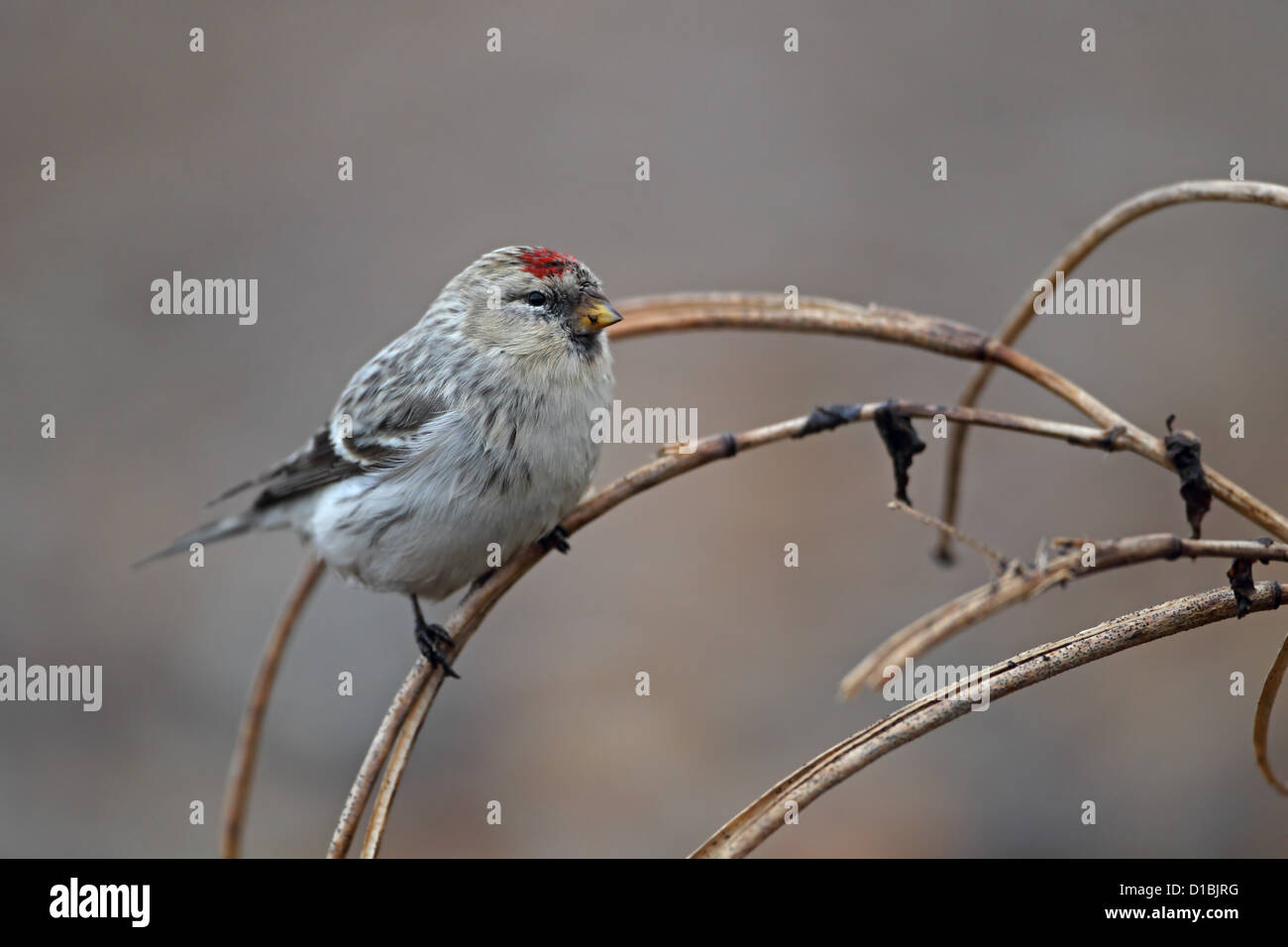 Hornemann's Redpoll artico (Carduelis hornemanni hornemanni) Foto Stock