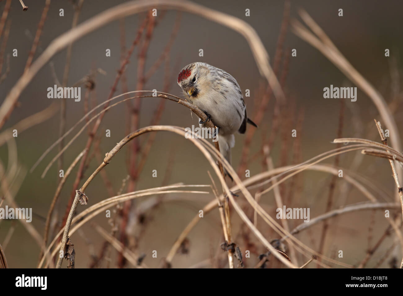 Hornemann's Redpoll artico (Carduelis hornemanni hornemanni) Foto Stock