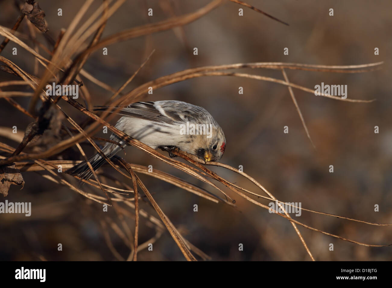 Hornemann's Redpoll artico (Carduelis hornemanni hornemanni) Foto Stock