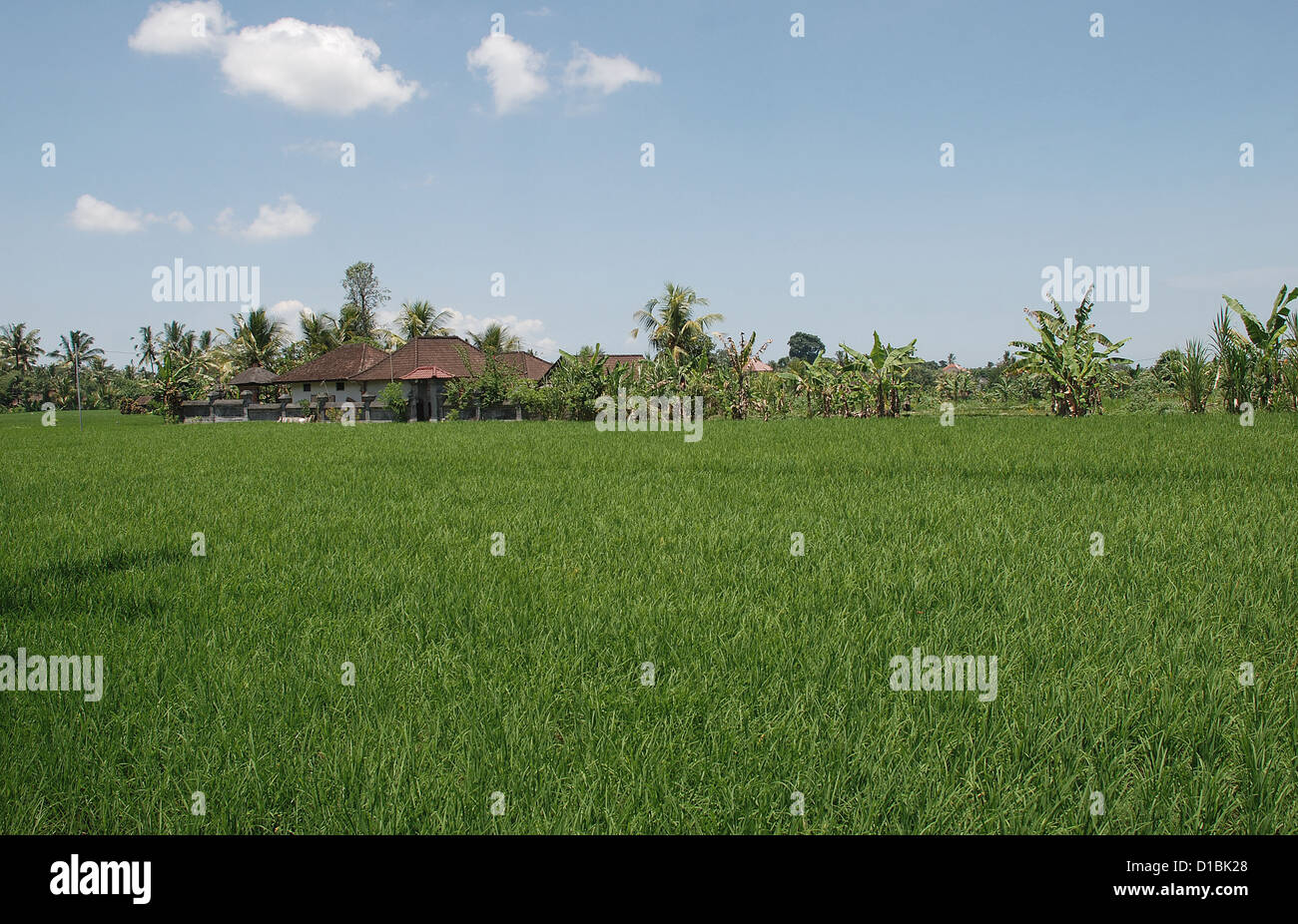 Campo di riso sull isola indonesiana di Bali. Indonesia, sud-est asiatico. Foto Stock