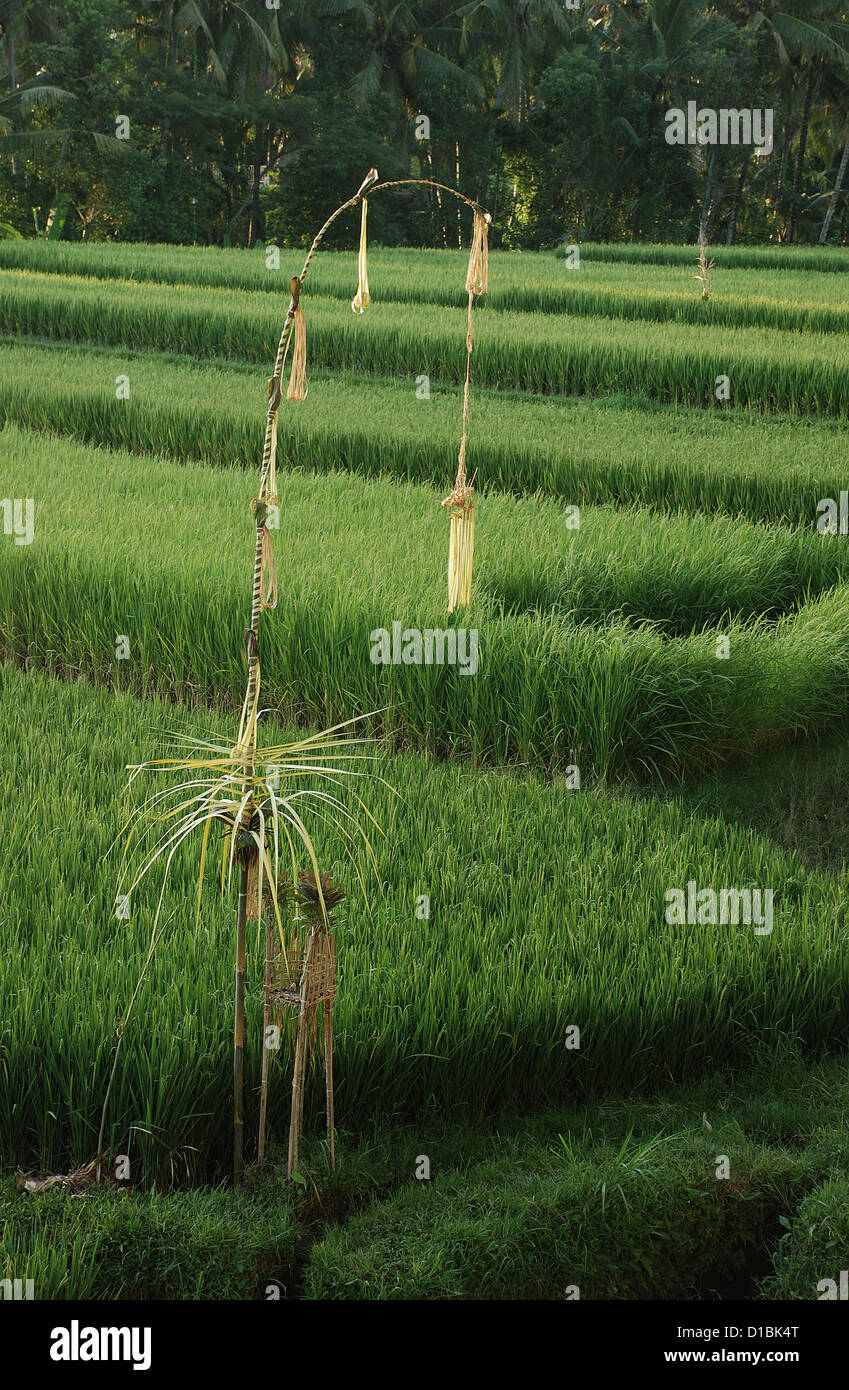 Campo di riso con indù santuario in Ubud, Bali. Indonesia, sud-est asiatico. Foto Stock