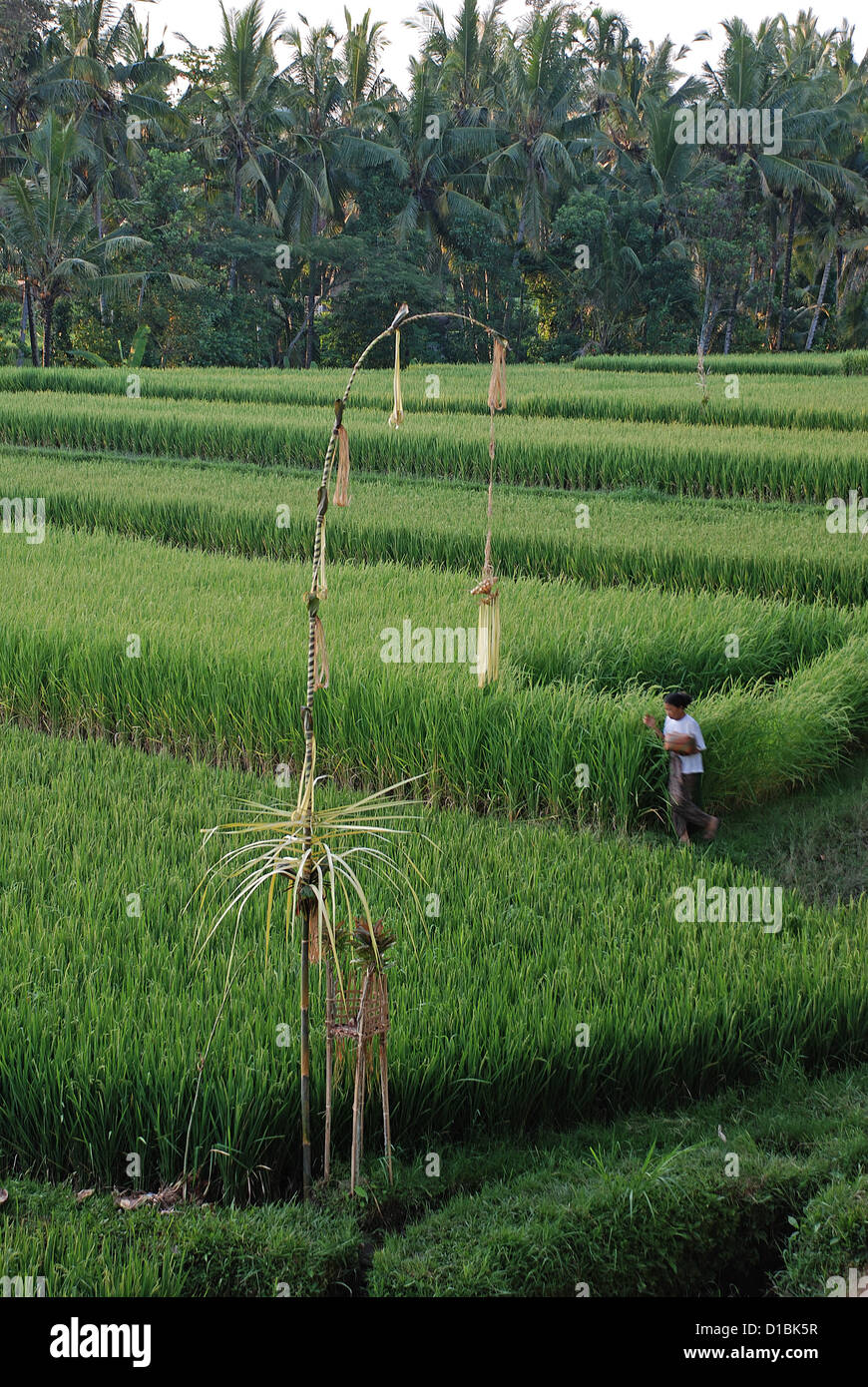 Contadino al campo di riso con indù santuario in Ubud, Bali. Indonesia, sud-est asiatico. Foto Stock