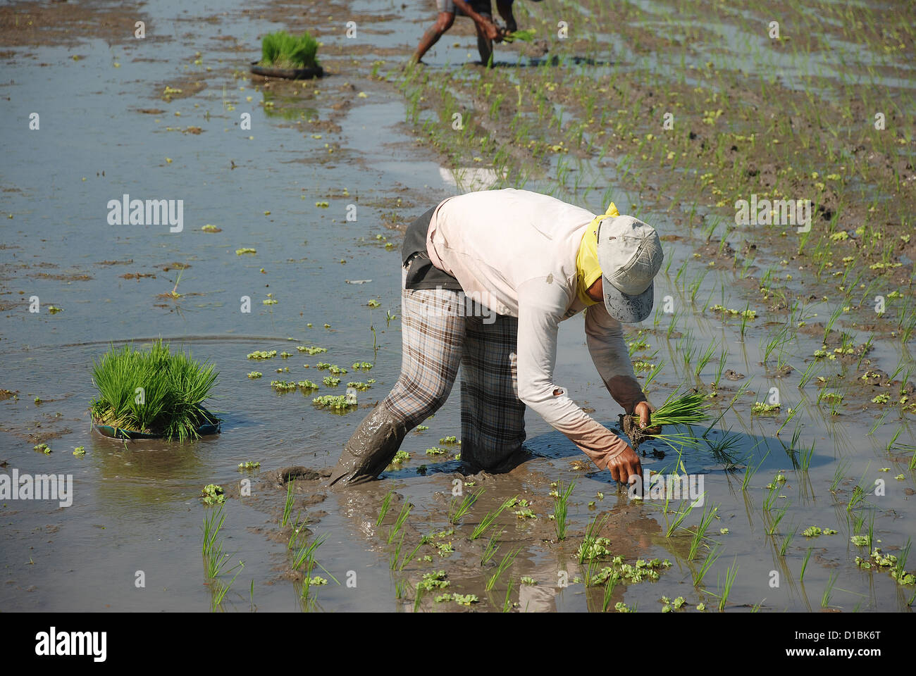 Lavoratore a un campo di riso piantagione di riso, Bali Indonesia, sud-est asiatico. Foto Stock