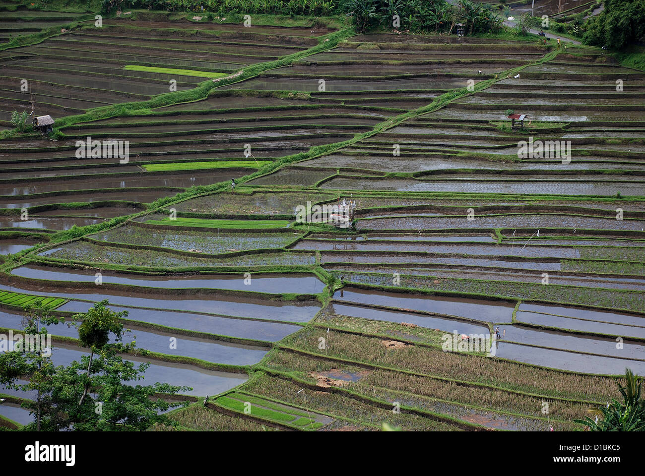 Campi di riso terrazzati sull isola indonesiana di Bali. Indonesia, sud-est asiatico. Foto Stock