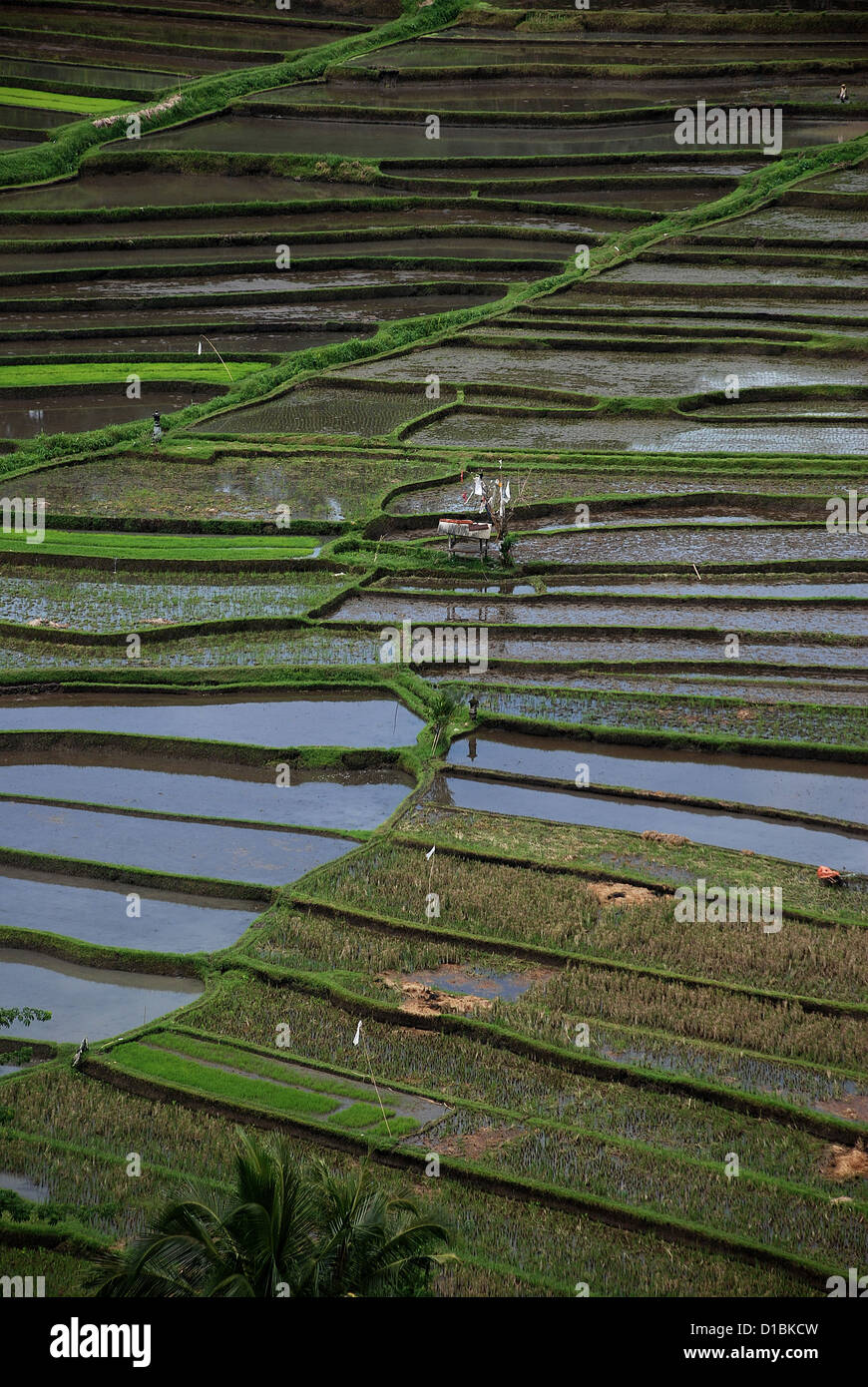 Campi di riso terrazzati sull isola indonesiana di Bali. Indonesia, sud-est asiatico. Foto Stock