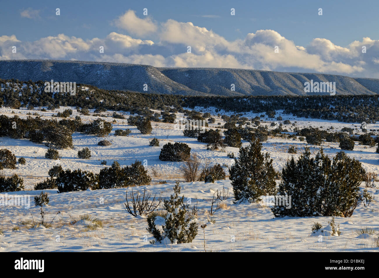 Una spolverata di neve in Cibola National Forest, vicino a Mountainair, Nuovo Messico, STATI UNITI D'AMERICA Foto Stock