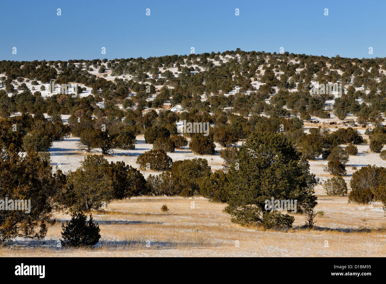 Pino Pinyon e ginepri nel Cibola National Forest con neve fresca, vicino a Magdalena, Nuovo Messico, STATI UNITI D'AMERICA Foto Stock