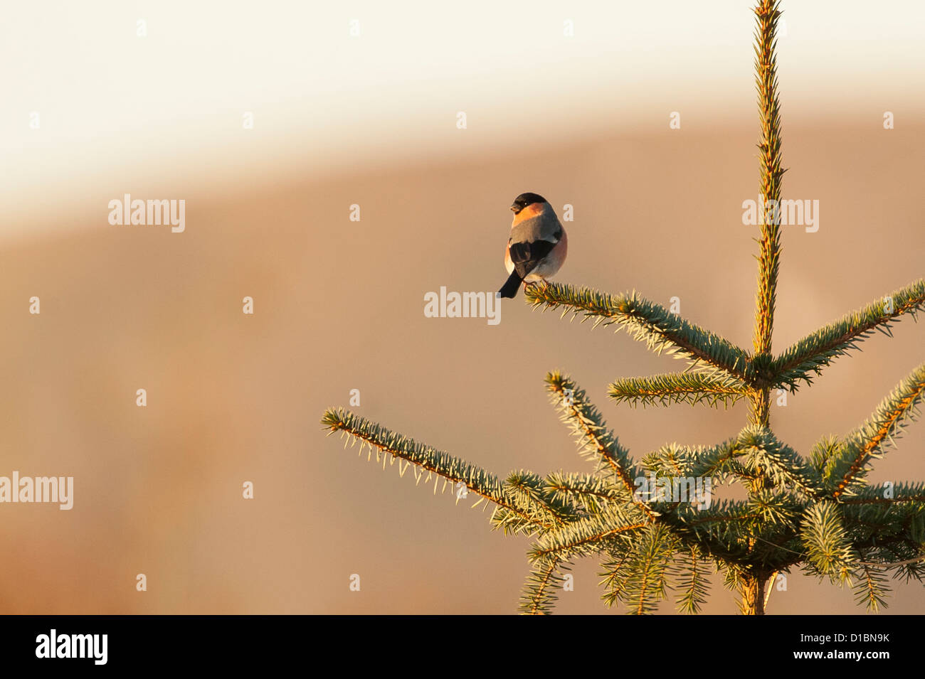 Un bullfinch sorge sulla cima di un albero di sitka in Scozia. Foto Stock