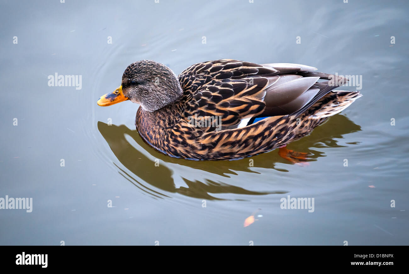 Anatra selvatica è nuotare nel lago autunnale Foto Stock