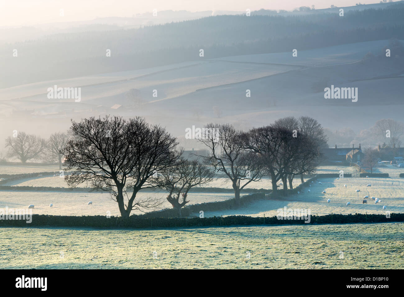 Alberi sfrondato fotografato a metà inverno a Nidderdale, Yorkshire Foto Stock
