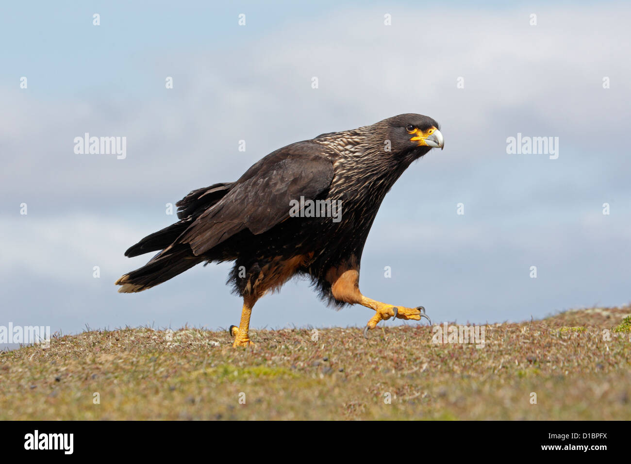 Adulto Caracara striato sul Saunders Island Foto Stock