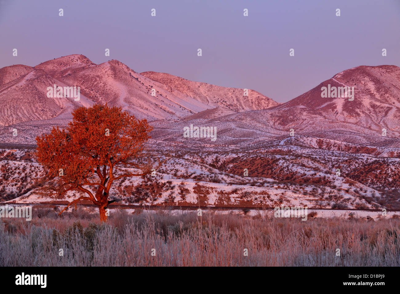 Chupadera mountain range e pioppi neri americani tree all'alba, Bosque del Apache NWR, Nuovo Messico, STATI UNITI D'AMERICA Foto Stock