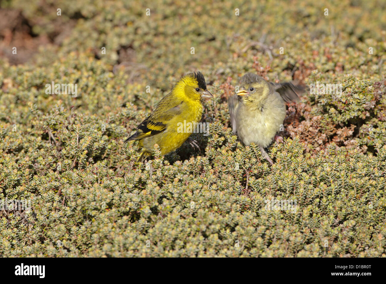 Maschio nero-chinned lucherino alimentazione bambino uccello Foto Stock