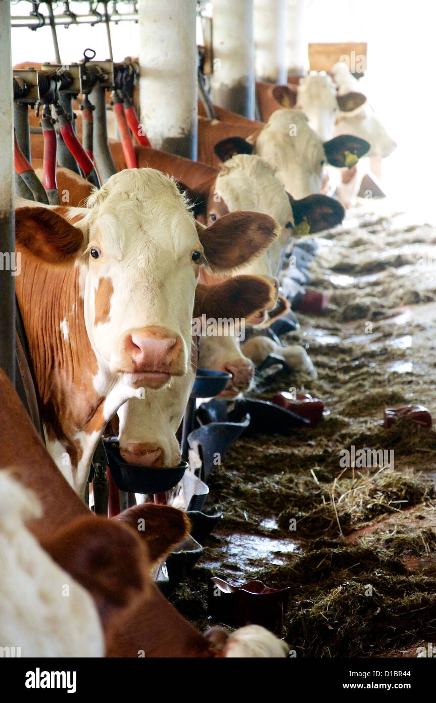 Vacche da latte nel loro granaio di una fattoria di caseificio Foto Stock