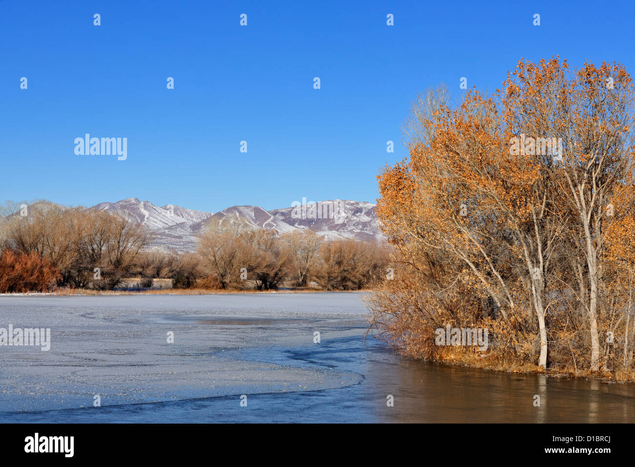 Coperti di ghiaccio stagno con Brinata mattutina, Bosque del Apache NWR, Nuovo Messico, STATI UNITI D'AMERICA Foto Stock